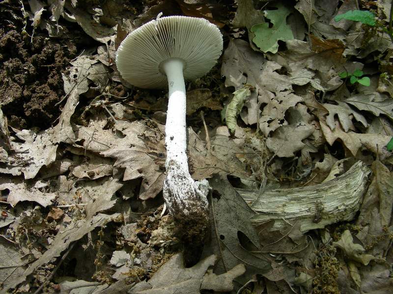 4) Fotografati il 12.06.2012. sotto Quercia (bosco asciutto)